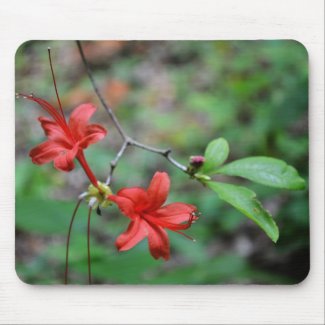 Pinxter Flower Mousepad mousepad