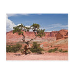 Pinyon Pine Tree Postcards