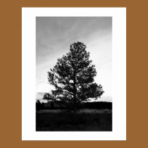 Pinyon Tree Silhouette posters