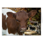 Pinzgauer calf Tansy-customize any occasin Card