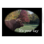 Pinzguaer BlkOval-customize any occasion Card