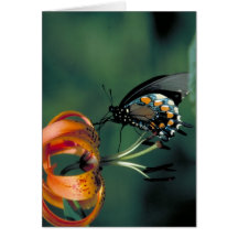 Pipevine Swallowtail Butterfly on Turk's cap lily Greeting Card