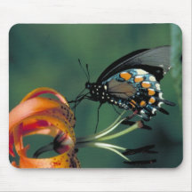 Pipevine Swallowtail Butterfly on Turk's cap lily Mousepad