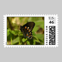 Pipevine Swallowtail Postage stamps