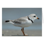 Piping Plover Greeting Card