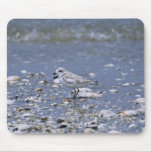 Piping plover mouse pad