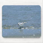 Piping plover mouse pads