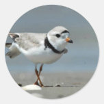 Piping plover on beach round sticker