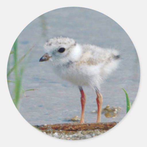 Piping Plover Round Stickers