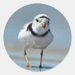 Piping Plover Stickers