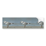 Piping Plover walking on the beach Bumper Stickers