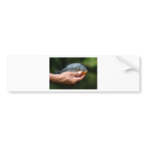 Piranha Amazon Peru Bumper Sticker