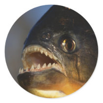 Piranha Close-Up Stickers