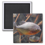 Piranha - Innocent Looking Brown Fish