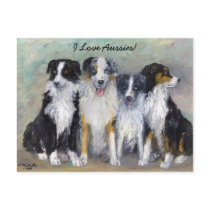 Pirate and Daughters - Australian Shepherds Postcard
