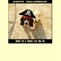 Pirate Basset Hound Shirt