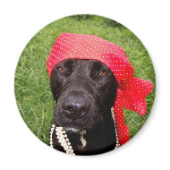 Pirate dog, black lab, red hankerchief green grass magnet
