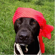 Pirate dog, black lab, red hankerchief green grass acrylic cut outs