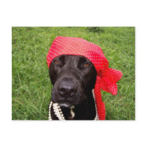 Pirate dog, black lab, red hankerchief green grass post card