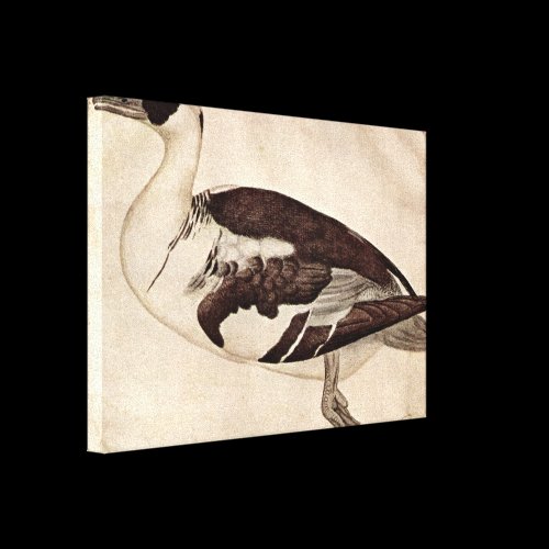 Pisanello - Duck Gallery Wrap Canvas