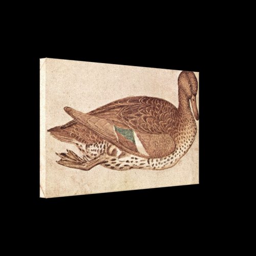 Pisanello - Duck Stretched Canvas Prints