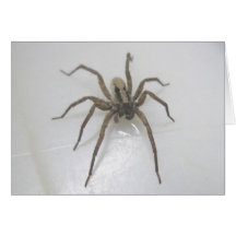 Pisaurana mira Male Note Card