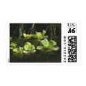 Pistia stratiotes postage