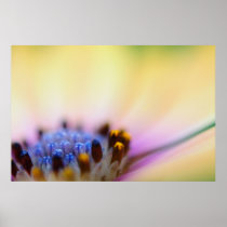 Pistils At Dawn Poster