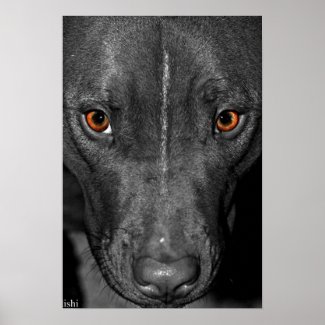 Pit Bull Eyes. In Black and White and Color Poster