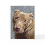 Pit Bull Greeting Card