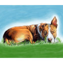 Pit Bull Terrier