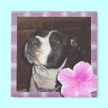 Pit Bull Love magnets