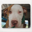 Pit Bull Mix Mousepad by NormaJean35 Pit Bull Mix Mousepad