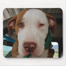 Pit Bull Mix Mousepad