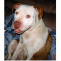 Pit Bull photo sculpture magnet photo sculptures