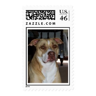 Pit Bull stamp