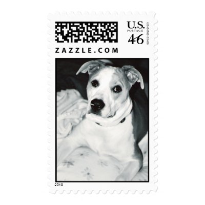 Pit bull postage stamps by madigansdad