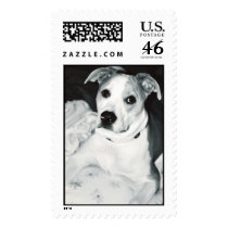 Pit bull postage by madigansdad Pit bull postage