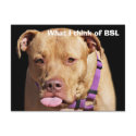 Pit Bull postcards