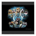 Pit Bull poster posters