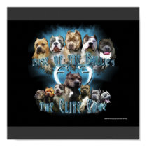 Pit Bull poster posters