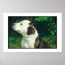 Pit Bull Poster