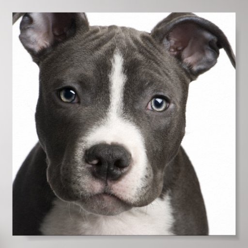 Pit Bull poster Zazzle