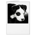 Pit Bull Pup Card - "Pirate Girl"