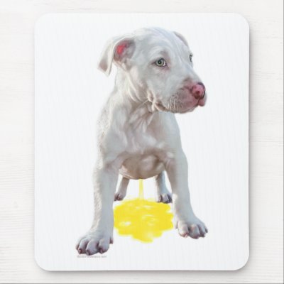 pitbull puppies pictures. Pit Bull Puppy Piddles OOPS