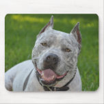pit bull sharky mousepad dog pitbull smile