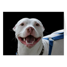 Pit bull smiling card