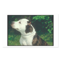 Pit Bull Rectangular Stickers