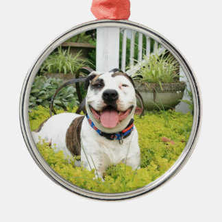 pit bull t bone christmas ornaments pit bull t bone christmas ornaments