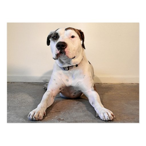 Pit Bull TBone Postcard Zazzle